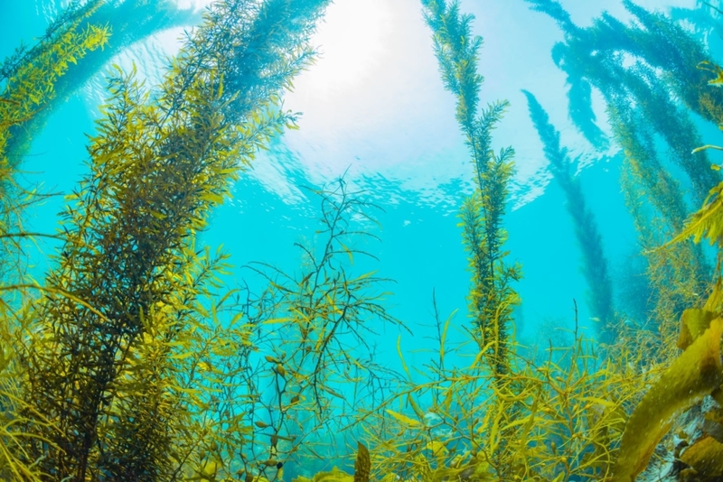 Ireland Looks to Seaweed to Cut Down on Cow Methane | Shutterstock