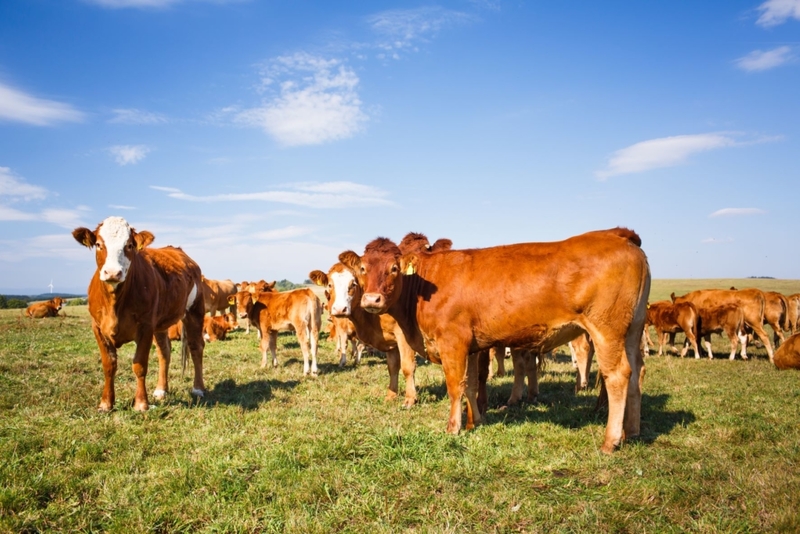 Ireland Looks to Seaweed to Cut Down on Cow Methane | Shutterstock