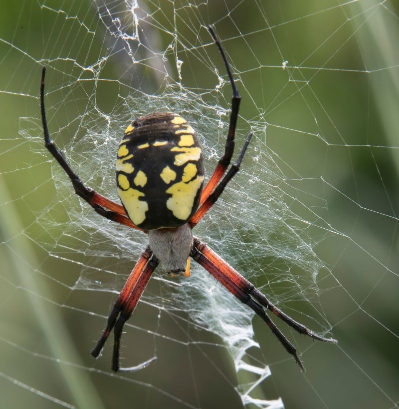 Uncovered: Lactating Spiders Feed Milk to Their Young | Dennis W Donohue/Shutterstock