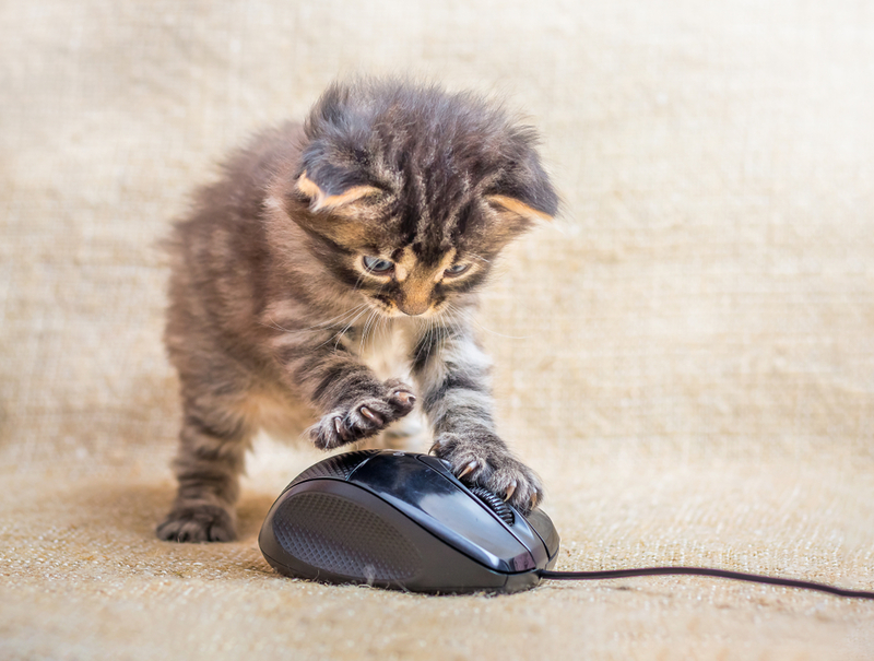 How Technology Can Enhance Your Pets’ Experience | MVolodymyr/Shutterstock