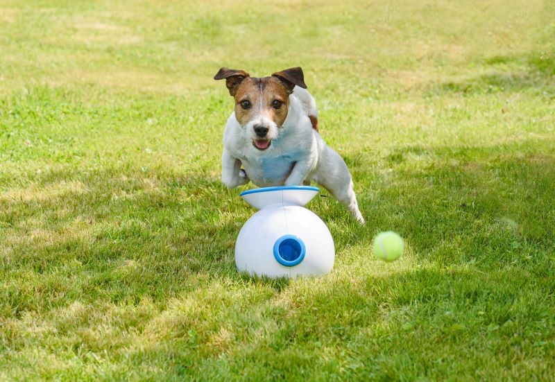 How Technology Can Enhance Your Pets’ Experience | alexei_tm/Shutterstock