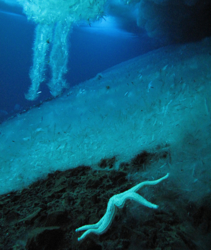 The Ice Finger of Death | Alamy Stock Photo by Nature Picture Library/Chadden Hunter