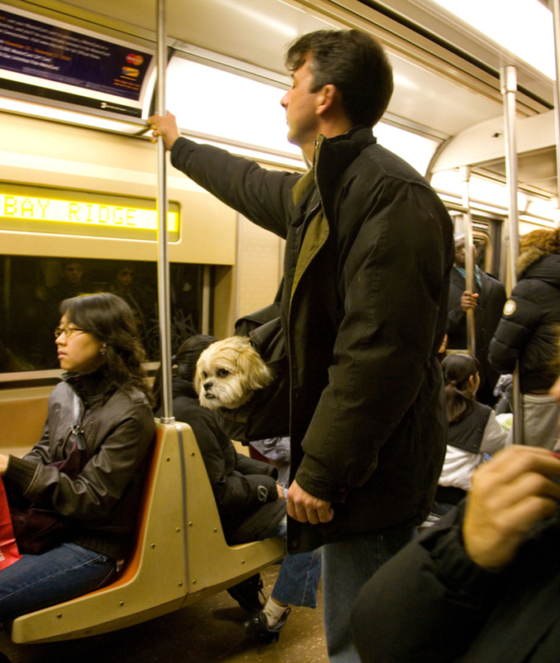 Dogs in Carriers | Alamy Stock Photo by Peter Cavanagh 