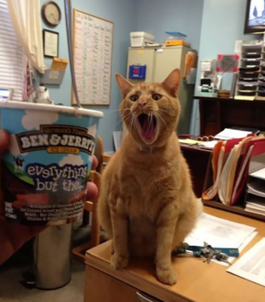 Get Your Paws Off That Ice Cream! | Imgur.com/1J1nI