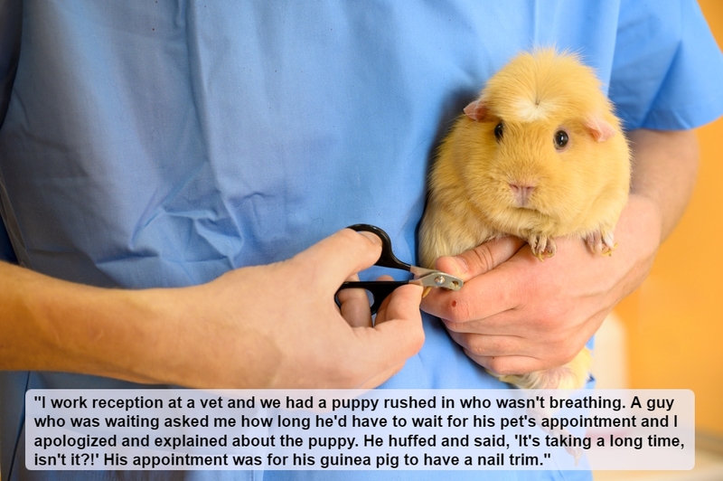 The Guinea Pig | Shutterstock