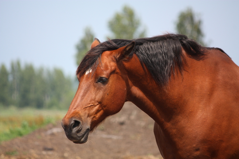 Everyone But the Horse | Shutterstock