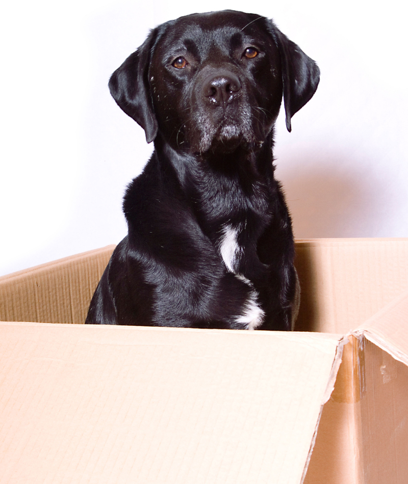 This Labrador Helps His Owner Lick Stamps | Alamy Stock Photo 