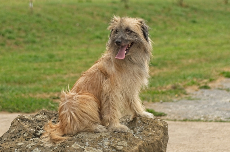 Pyrenean Shepherd | Shutterstock