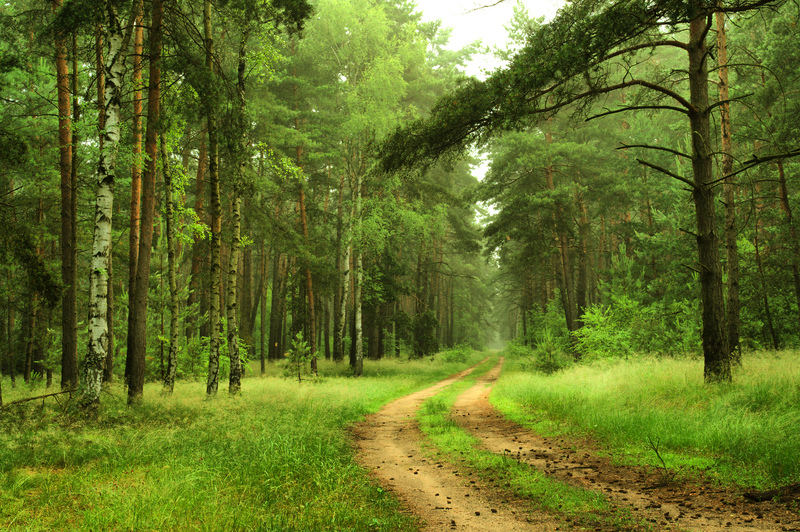 Mostly Forest | Shutterstock