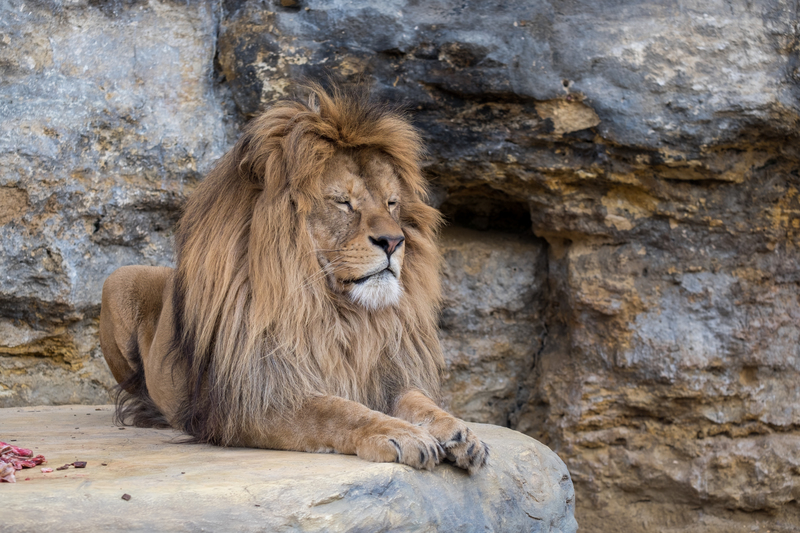 It’s Time to Roar | Shutterstock