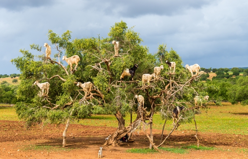 Sure, Tree Goats, Why Not? | Shutterstock