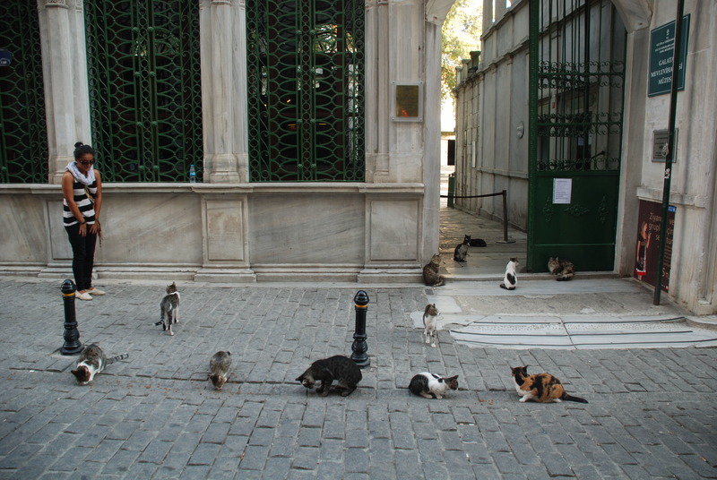 The City of Cats | Alamy Stock Photo