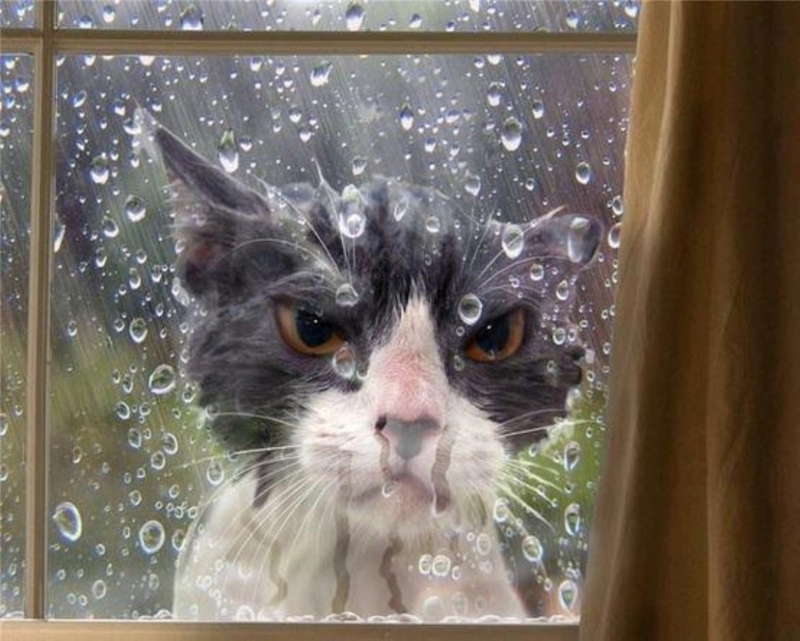 Rain, Rain, Go Away | Imgur.com/DQzWfza