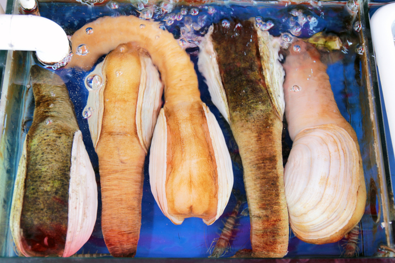 Washington -- Geoduck | Shutterstock